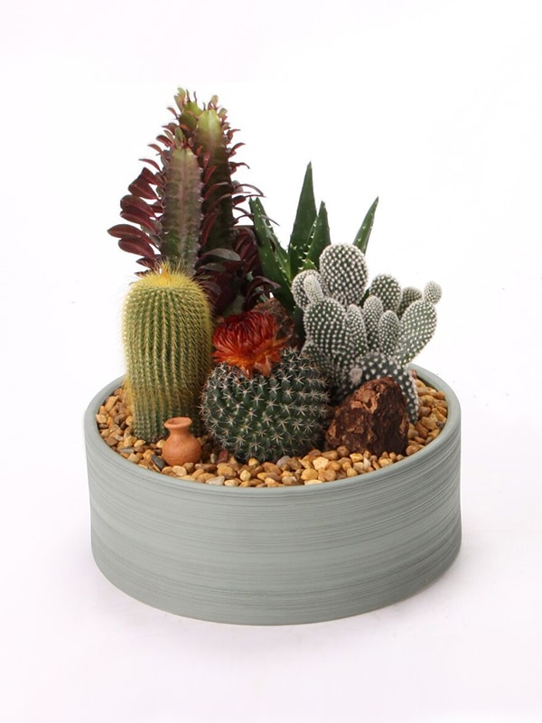 Cactus